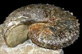 Fossil (Jeletzkytes) Ammonite - South Dakota #129526-2